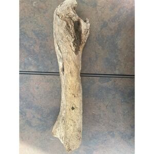 Natural Driftwood for Plants Terrarium Taxidermy Art Projects